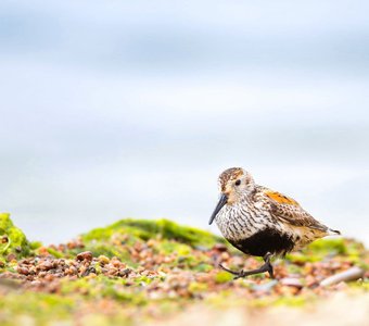 Грациозной походкой за завтраком