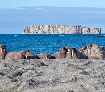 Семейное фото: моржи Оранских островов