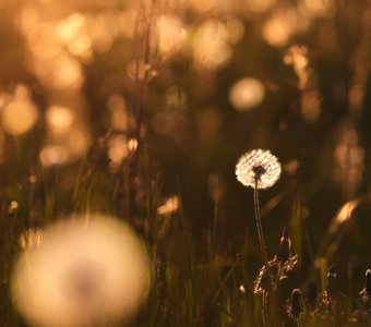 Одуванчики на закате