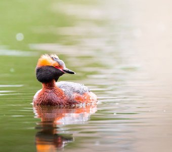 За секунду до нырка