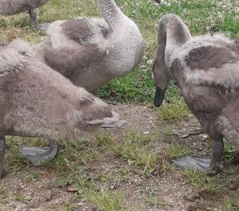 Гадкие утята