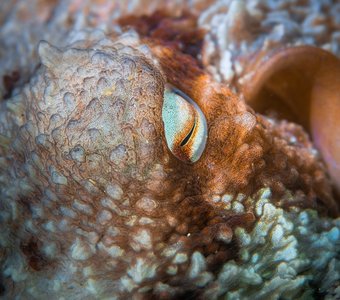 Глаз осьминога