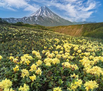 Рододендроны у подножия вулкана Вилючинский на Камчатке