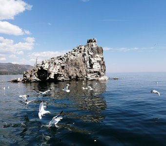 Байкальские чайки