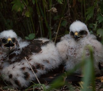 Мама летит!