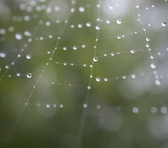 Сеть после дождя