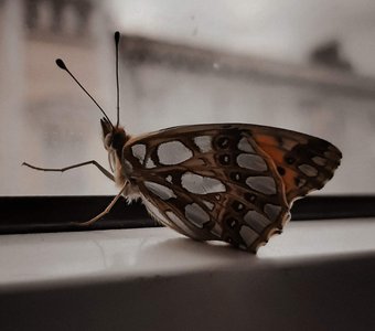 Бабочка на окне в городе
