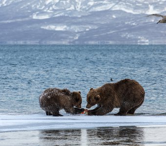 Трудная пора. Тебе половина и мне половина.