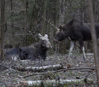 поели, можно и поспать