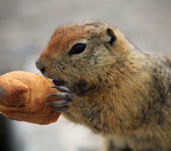 Завтрак евражки