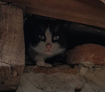 Котенок под крышей деревенской постройки