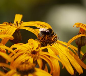 шмель собирает нектар