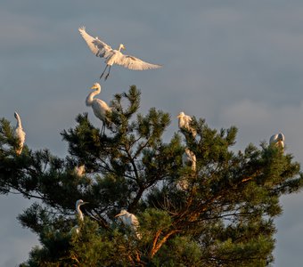 Большая белая цапля