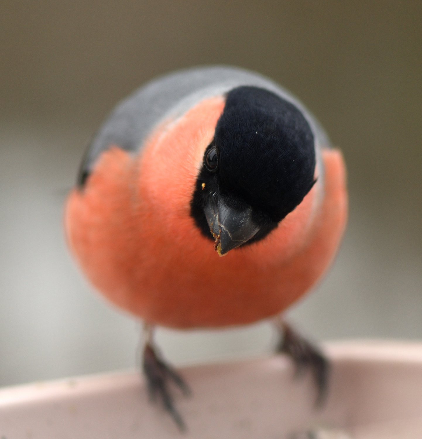 Шарик на ножках