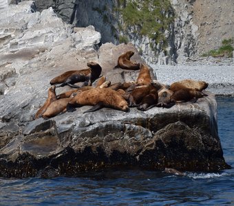 Сивучи на отдыхе