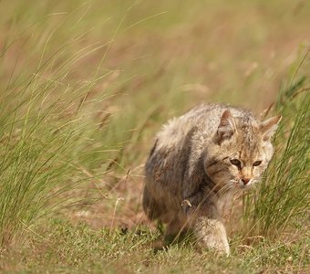 Кот крадущийся, ветренный, степной