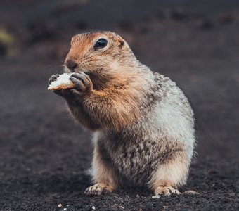 Голодный евражка. Камчатка. Плоский Толбачик