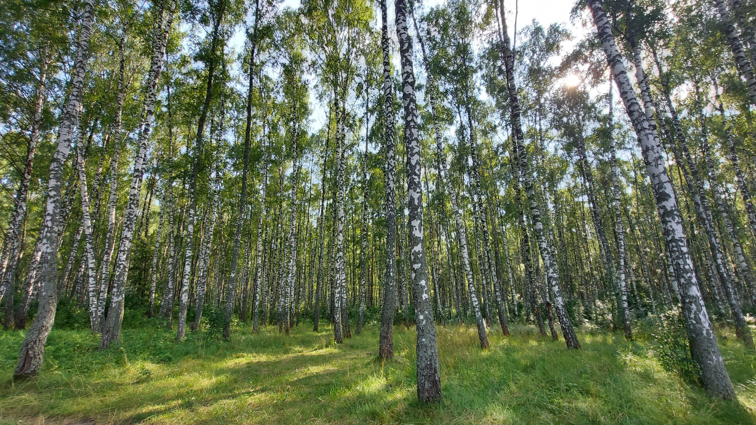 Русский лес великий новгород