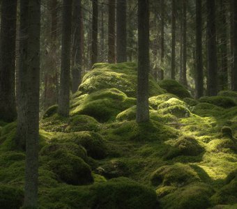 Таинство леса