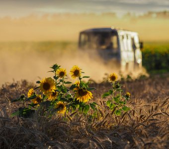 Дорожная пыль и подсолнухи