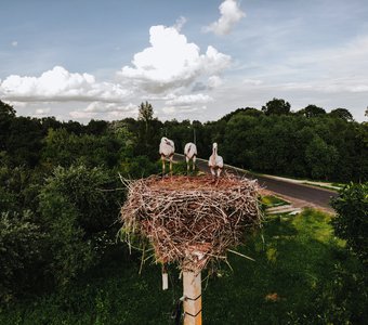 Городские джунгли; Семейство аистов; Калининград; аисты