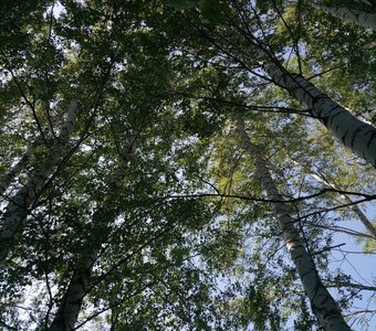 березовая роща