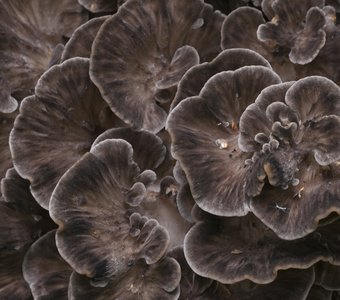 Грифола курчавая (Grifola frondosa), гриб-баран, крупный план