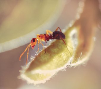 В медовых лучах