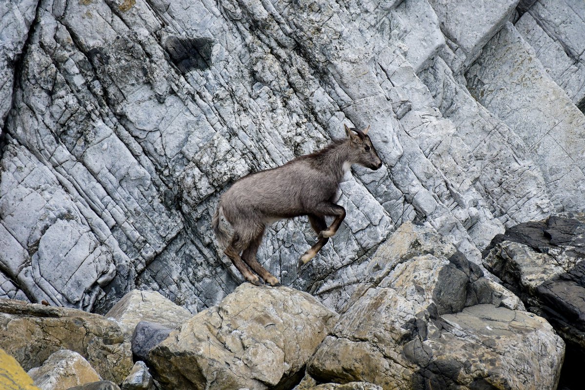 Амурский горал рисунок