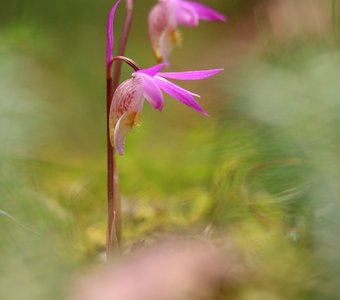 Дочь Атланта