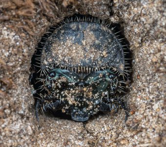 Личинка жука скакуна (Cicindela sp.)