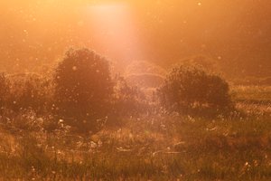 Вскоре Центральную Россию захватят полчища комаров: биолог