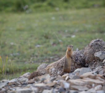 Хакасский патруль