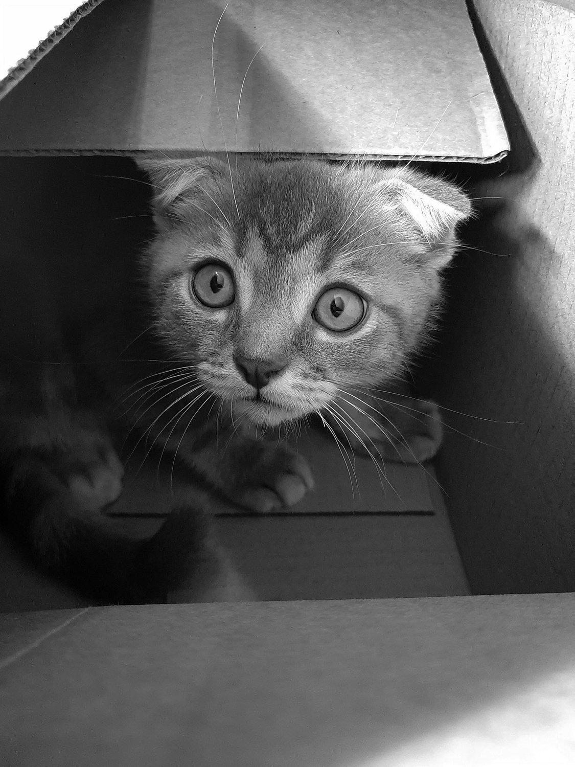 Котенок Ким, сидящий в своей любимой картонной коробке посреди комнаты