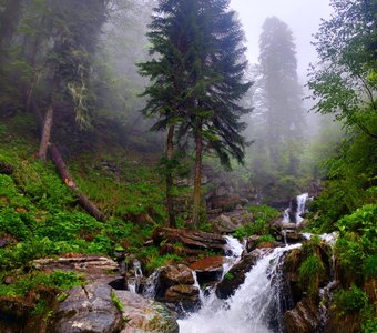Кавказский лес