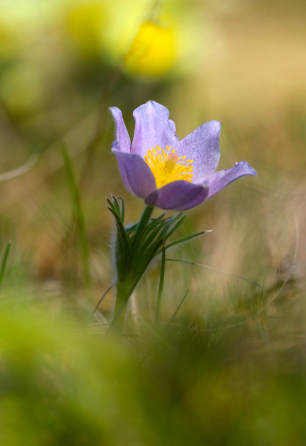 Сибирский подснежник