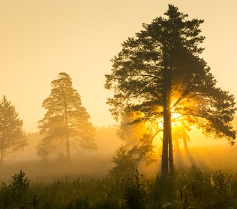 Солнце запуталось в ветвях