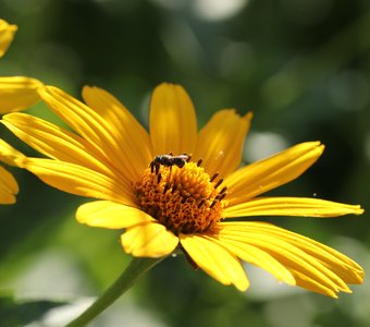 Пчела на желтом цветке трудится не покладая своих лапок.