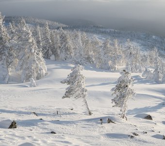 На снежном ветру