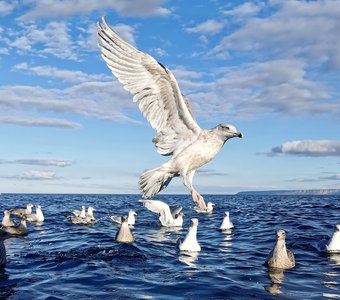 Чайки Баренцева моря