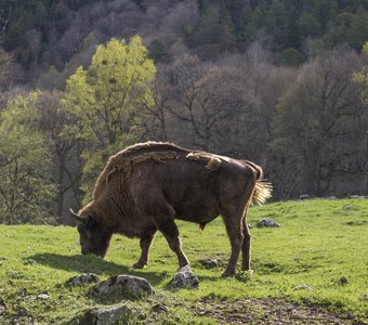 Кавказский зубр