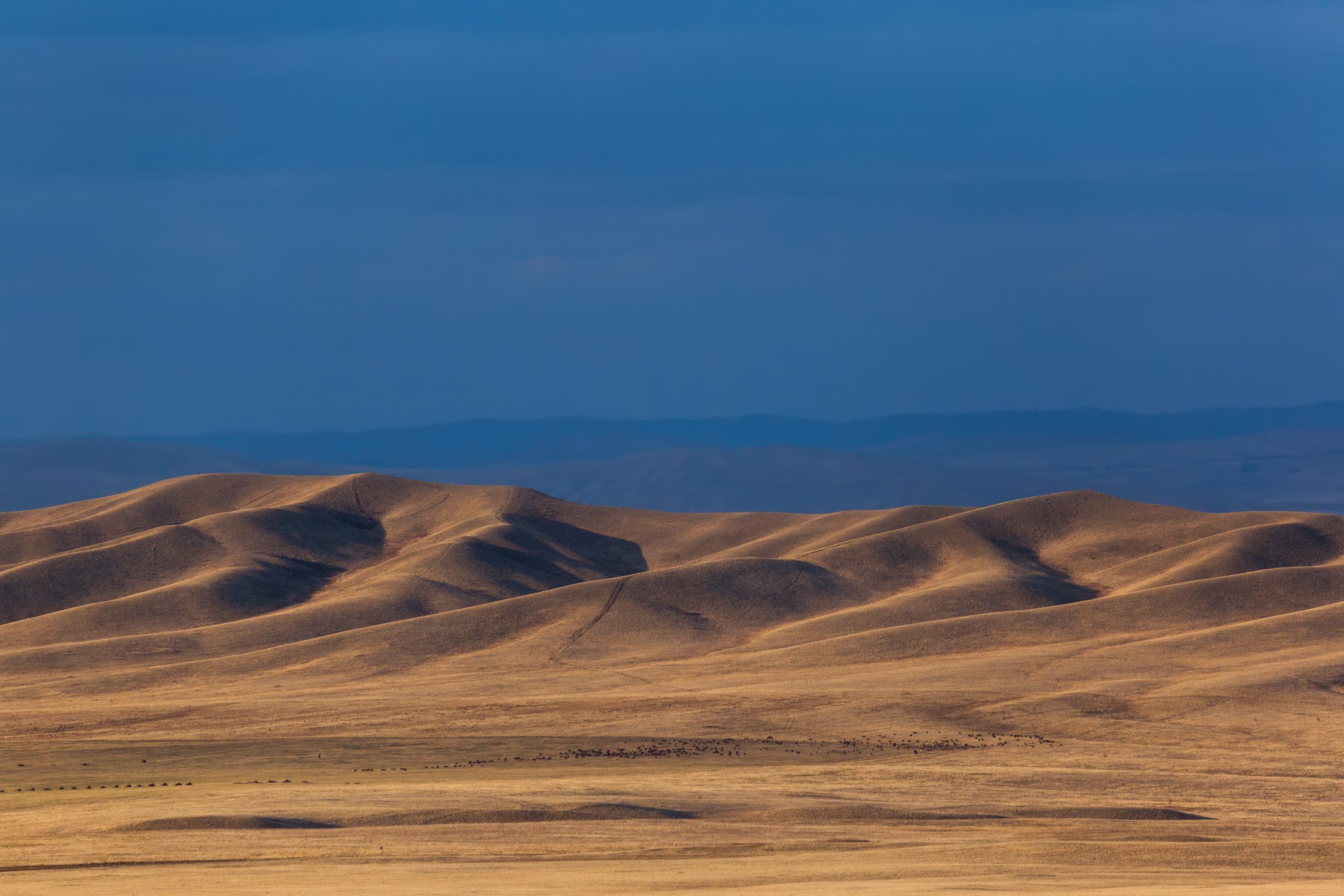 Аксамит песочного оттенка