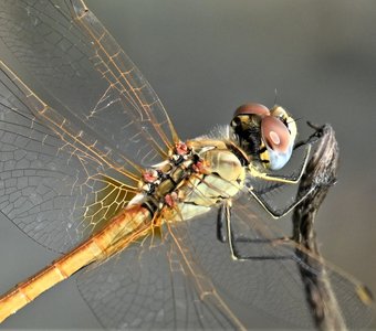 Стрекоза с ресничками