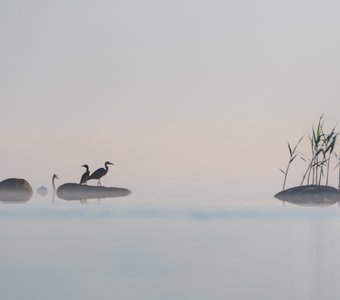 Лебедь, цапля и баклан