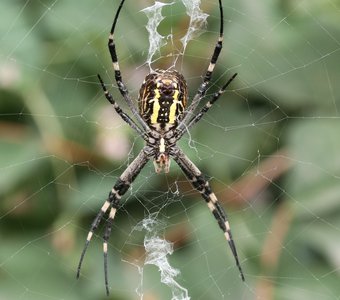 Ядовитый паук Аргиопа Брюнниха