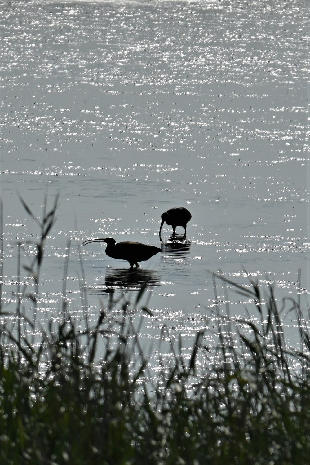 Каравайки в степях Калмыкии