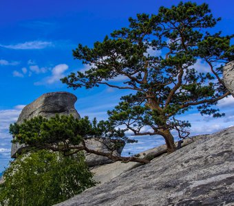 Уральский  бонсай