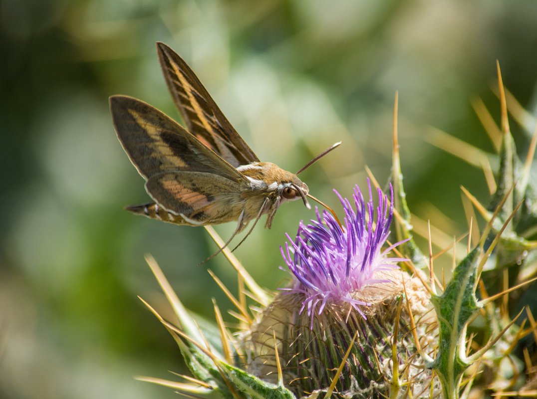 бабочка бражник языкан обыкновенный фото
