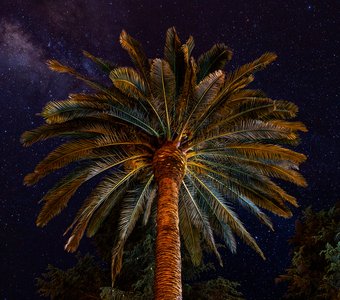 Пальма на фоне вселенной в южную ночь ...