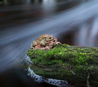 Любви и жабы покорны